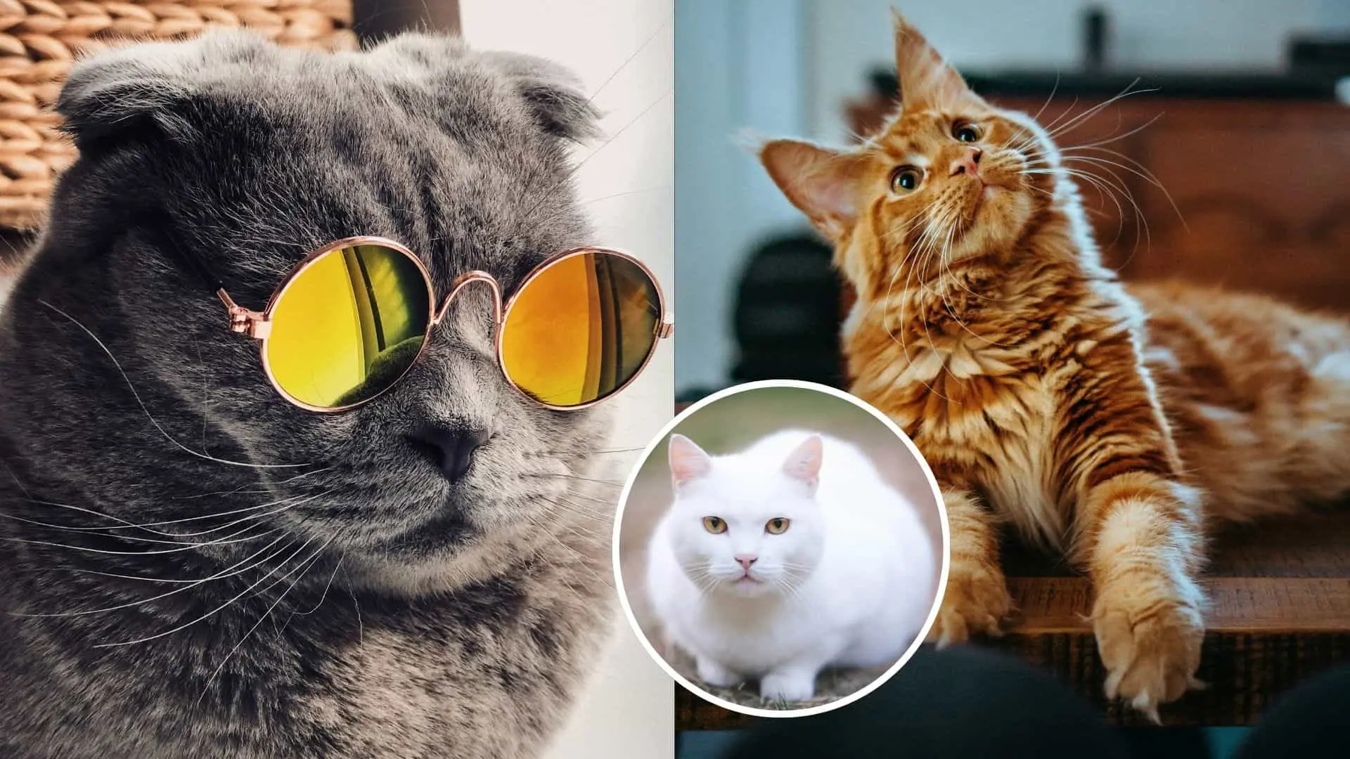 Koľko toho viete o mačkách? Otestujte sa v zábavnom kvíze pre milovníkov fúzov a labiek