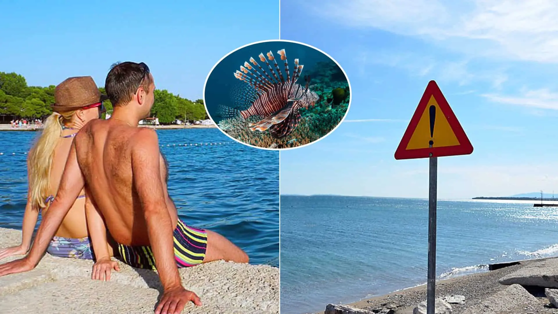 Jadran jedovatá ryba Krídlovec ohnivý