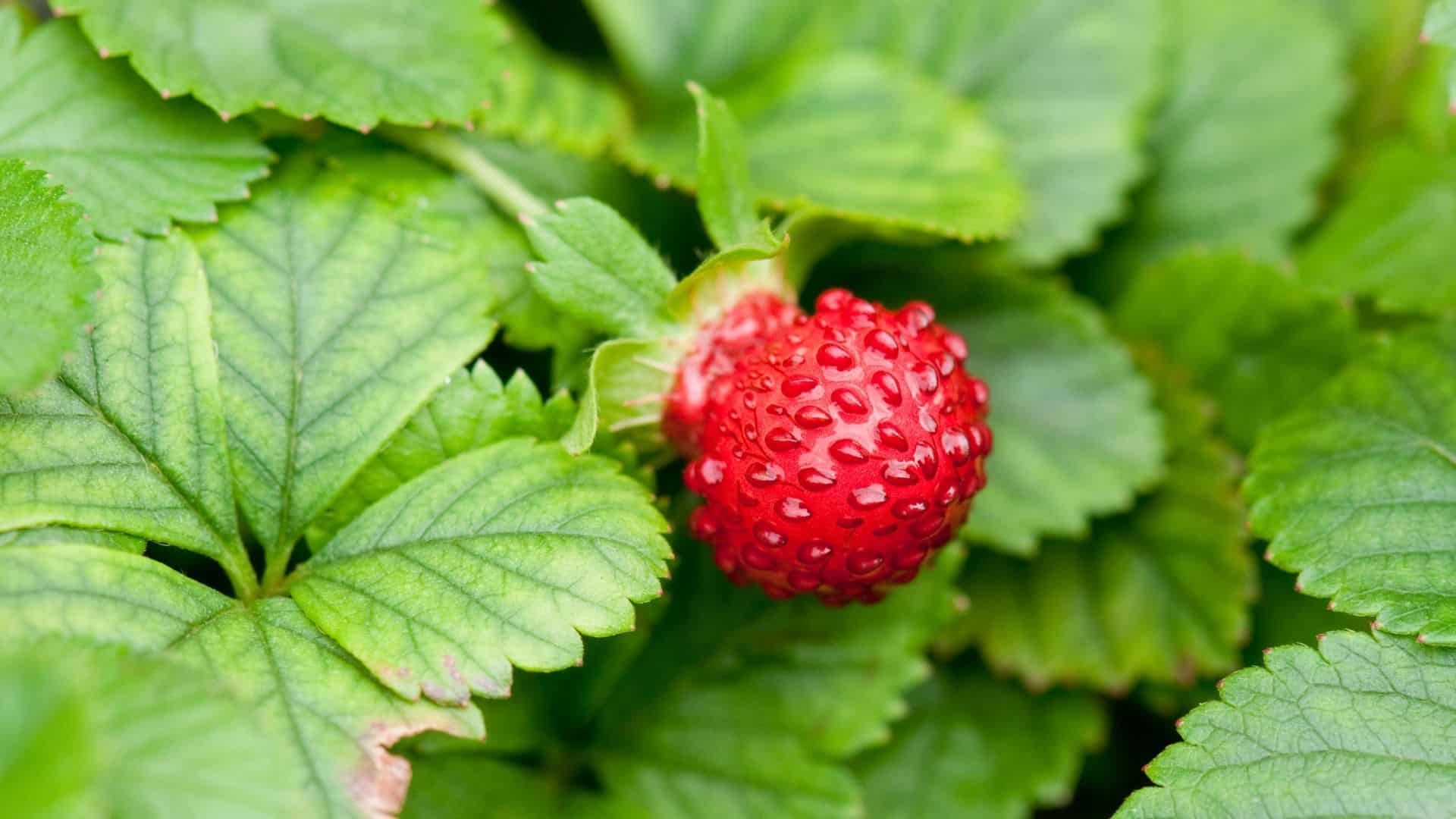 Indické jahody Zdroj: Canva