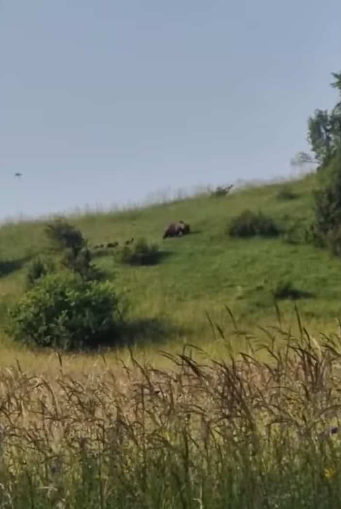 medvedica s tromi mláďatami Podkonice