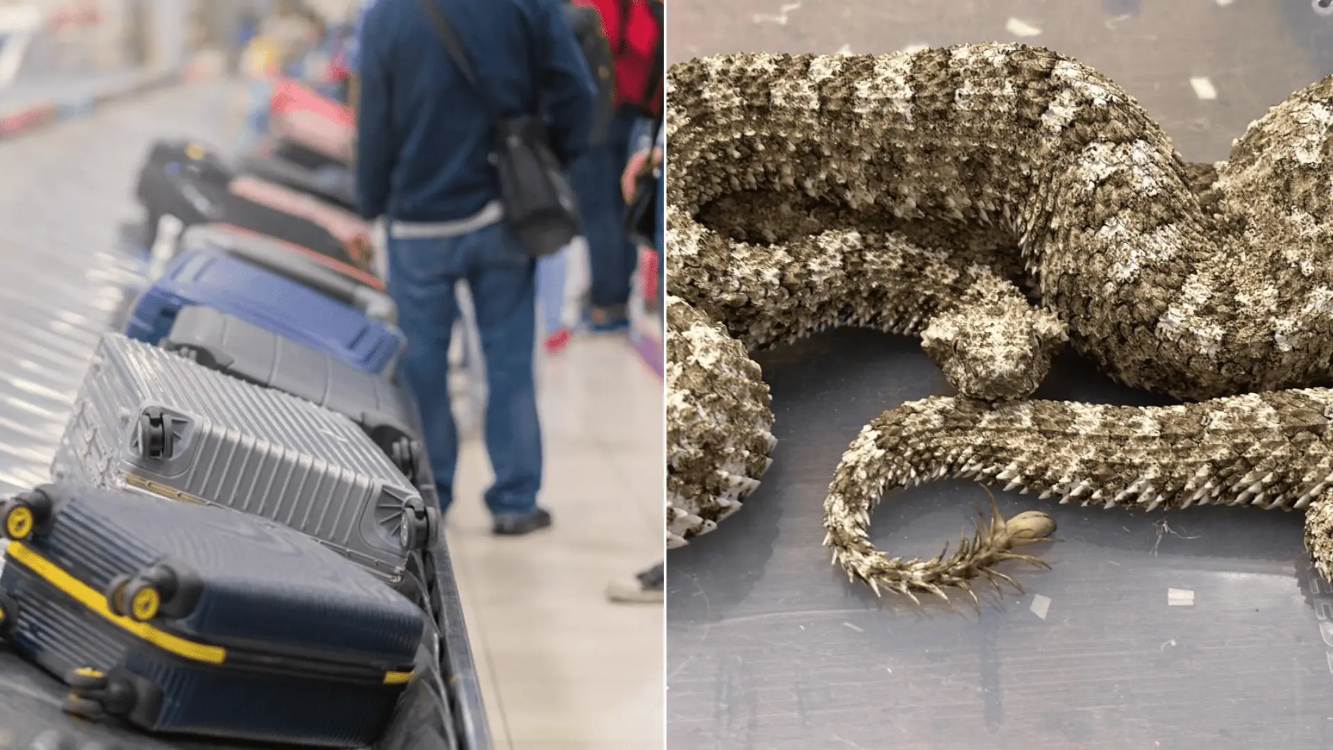 bombaj-thajsko-hady-jedovaté