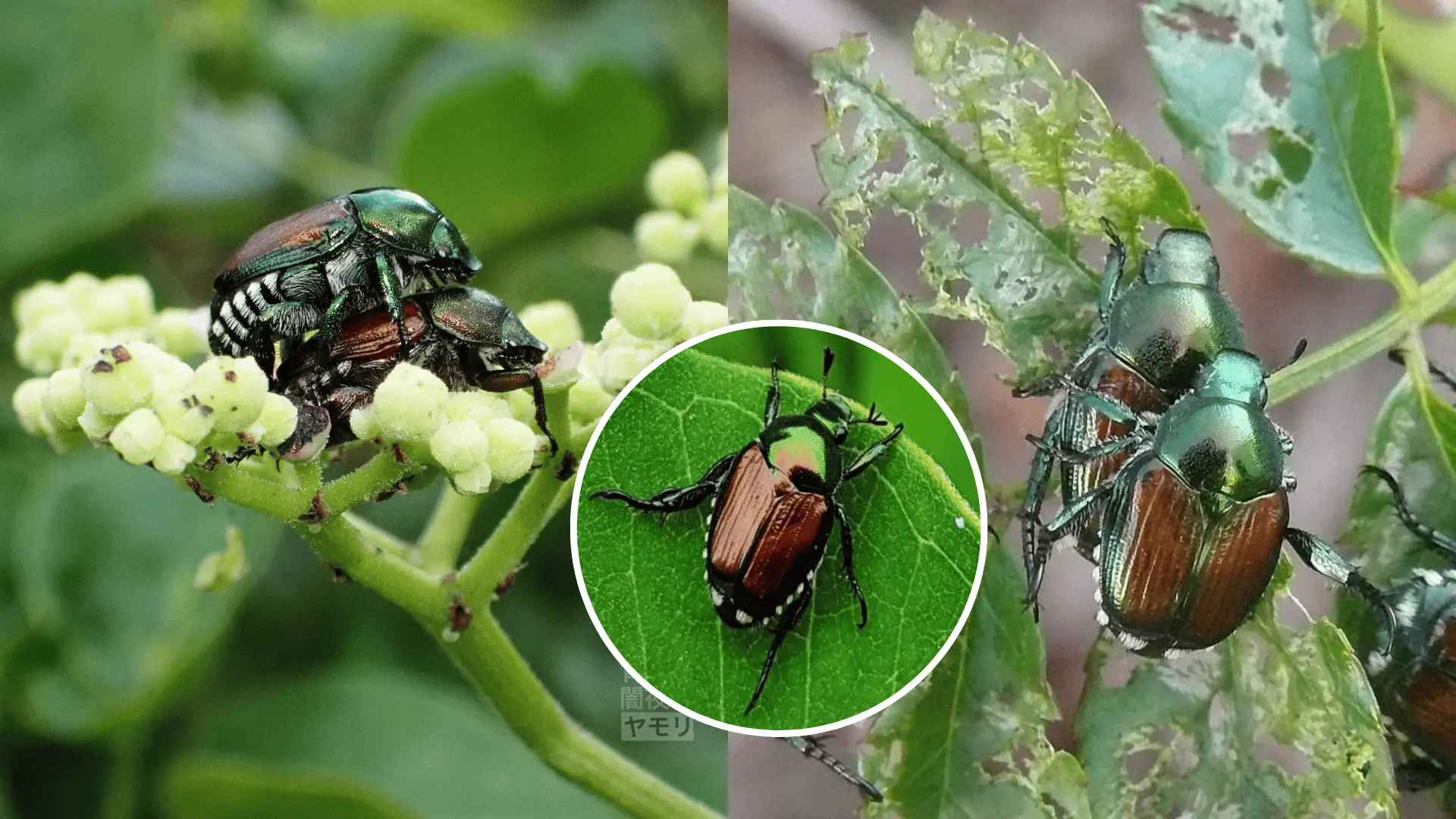 Európu začína znepokojovať nový škodca. Zdroj: X/Frankie Flowers,Repubblica Milano,闇夜のヤモリ