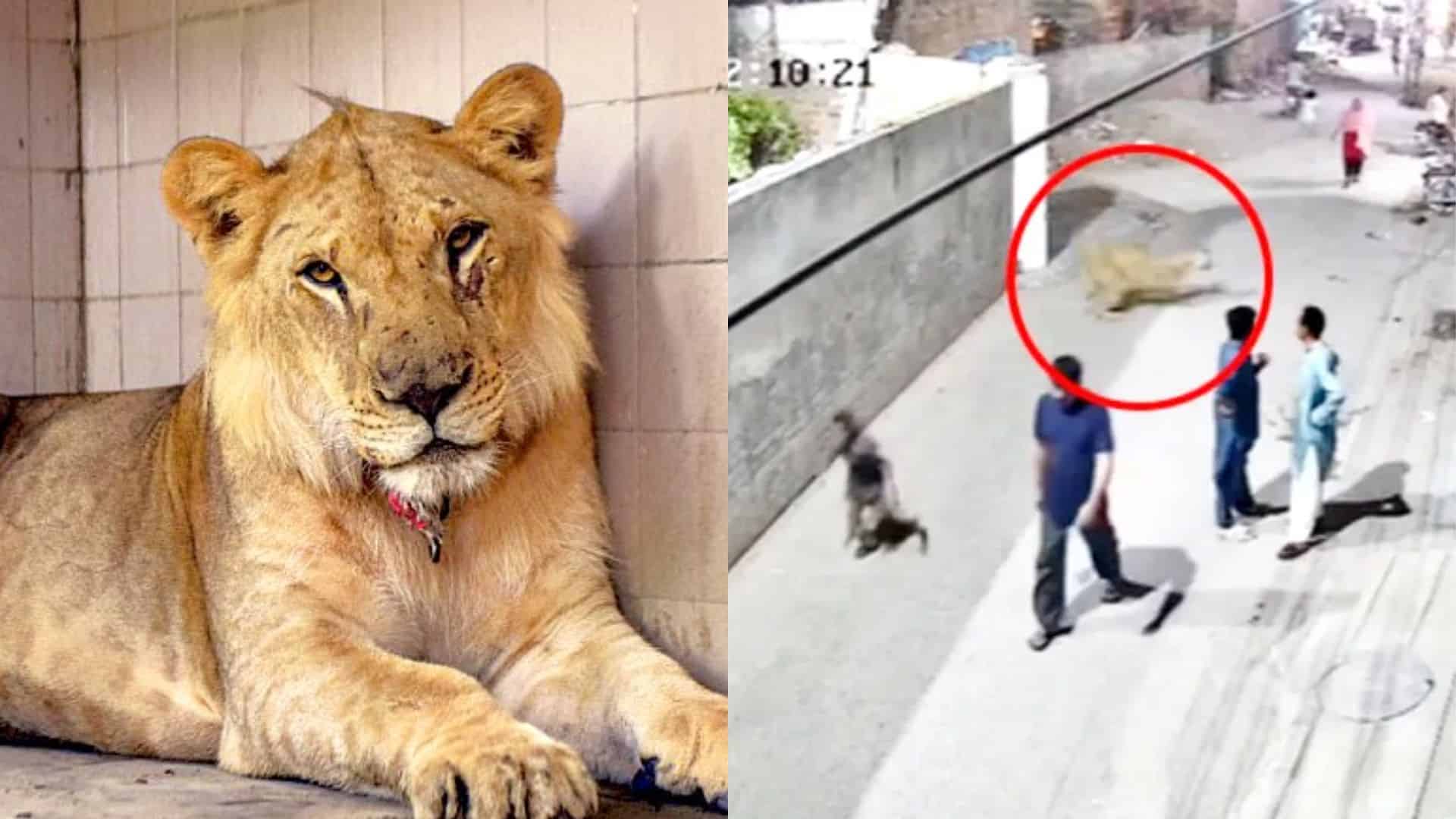 Levica napadla ženu a deti.