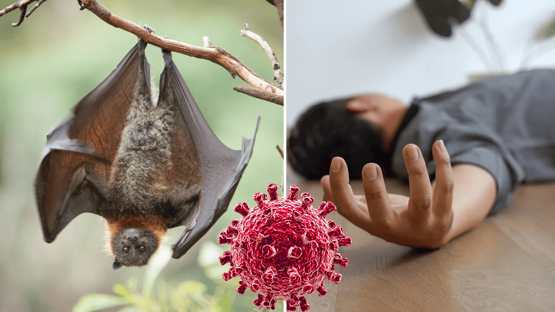 netopier, uhryznutie, smrť