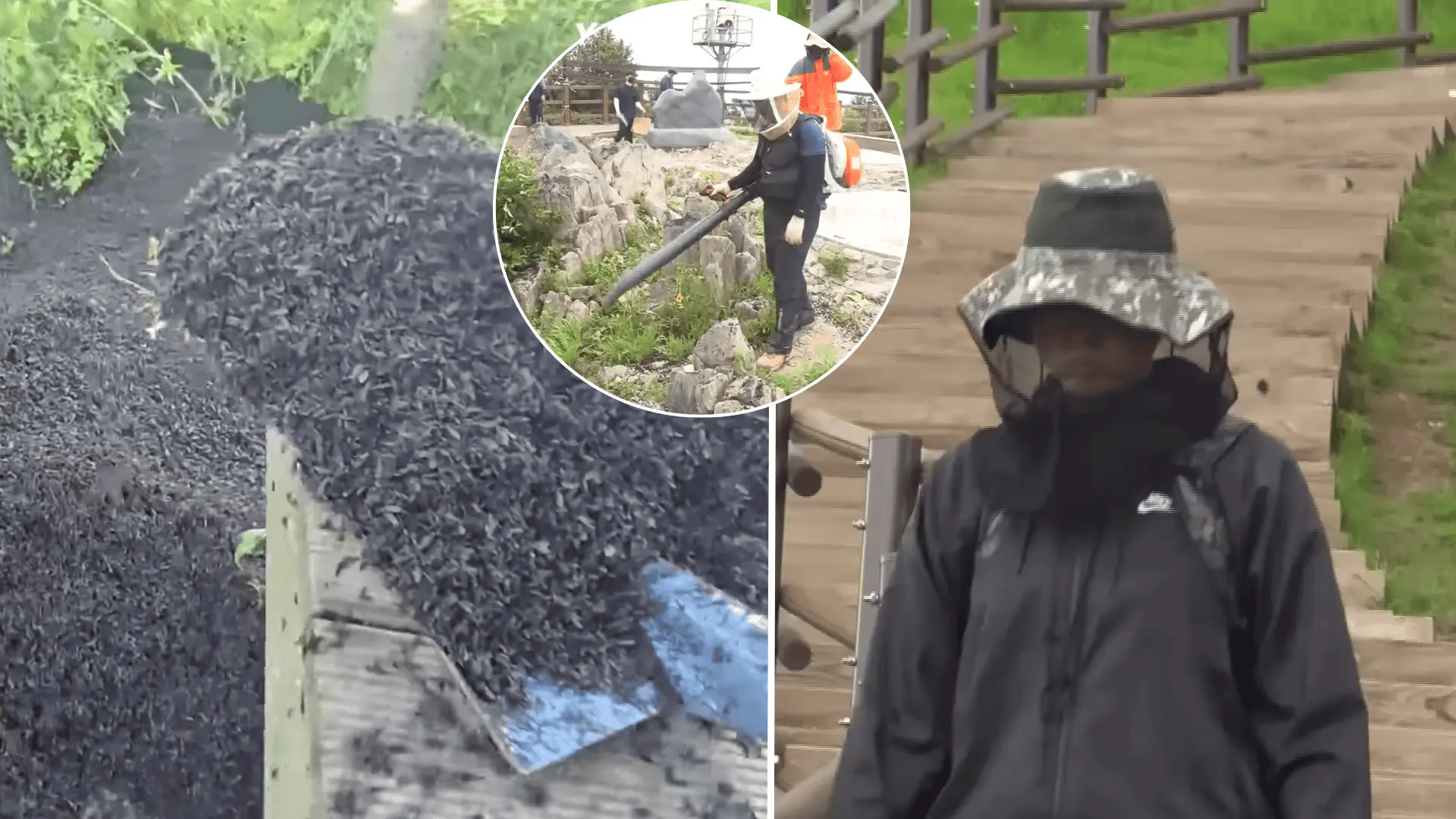 Južná Kórea, chrobáky