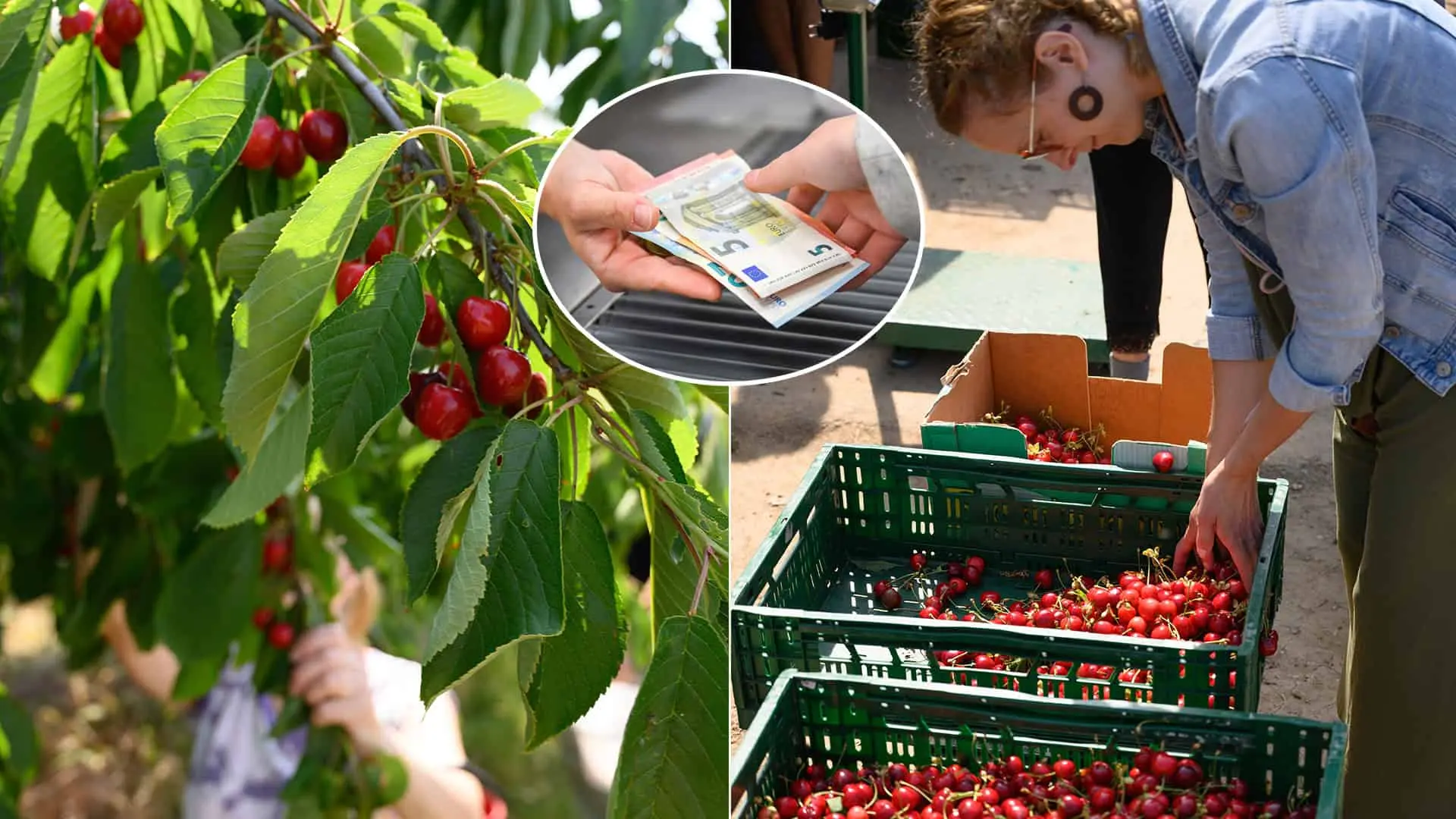 čerešňa čerešne