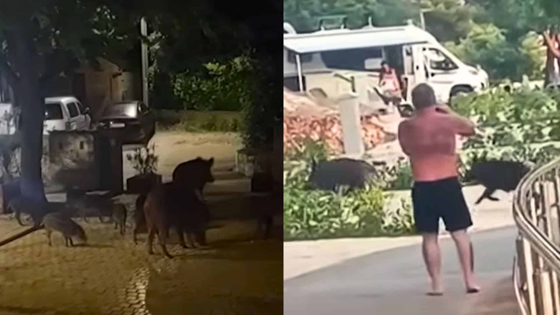 Diviaky na Istrii sa vymkli kontrole