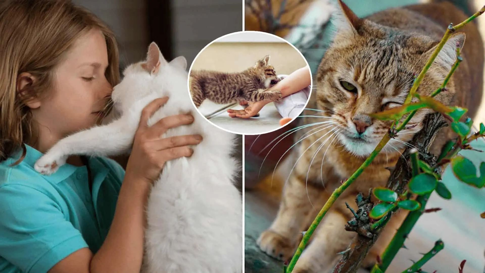 škrabanec od mačky