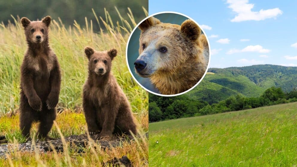 Dvaja turisti zažili nebezpečné stretnutie s mladým medveďom počas výletu na Ponitrianskej magistrále v oblasti Lámaniny – Hlboká dolina.