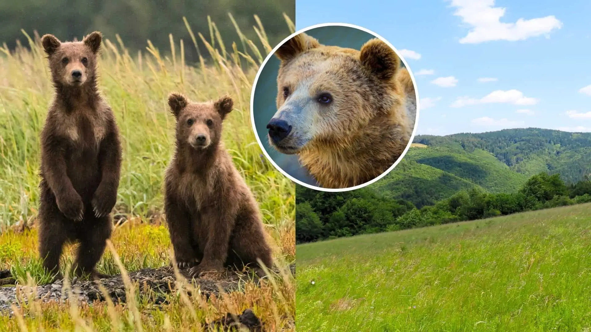 Dvaja turisti zažili nebezpečné stretnutie s mladým medveďom počas výletu na Ponitrianskej magistrále v oblasti Lámaniny – Hlboká dolina.