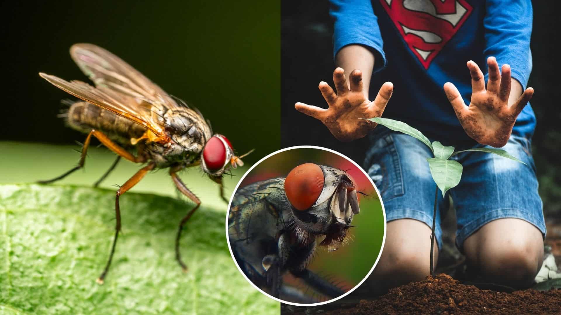 Letné mesiace každoročne prinášajú nepríjemný problém: otravné muchy, ktoré sa snažia dostať do interiéru.