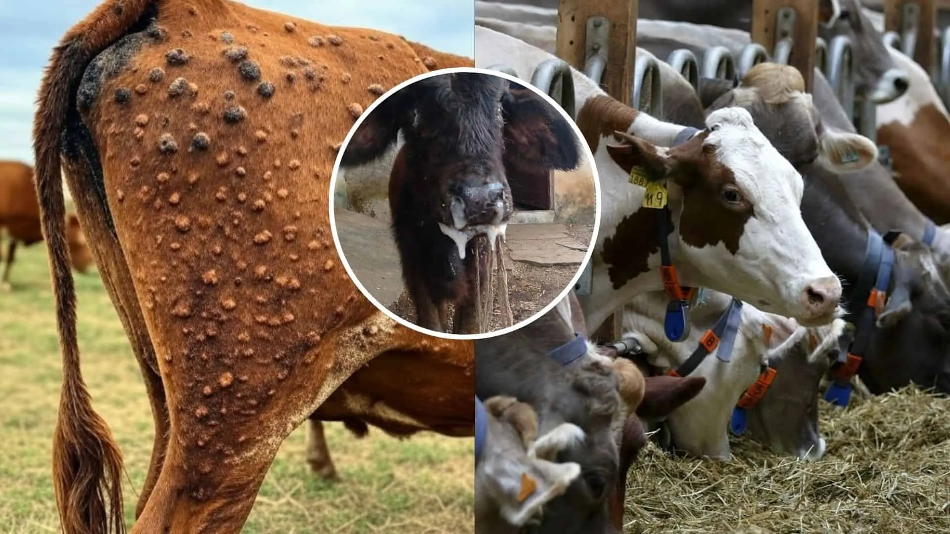 Nodulárna dermatitída znepokojuje Európu