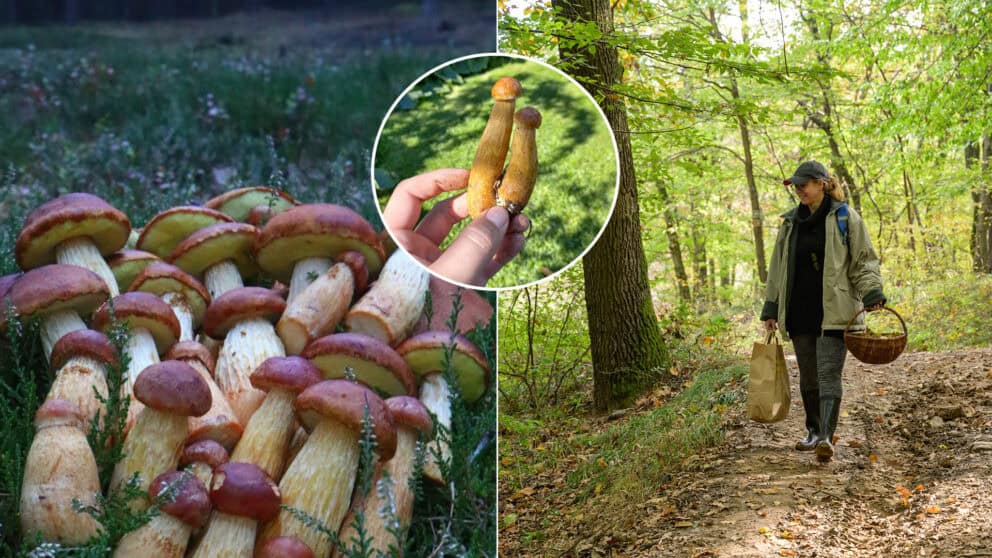 Hřib štíhlotřenný Aureoboletus projectellus