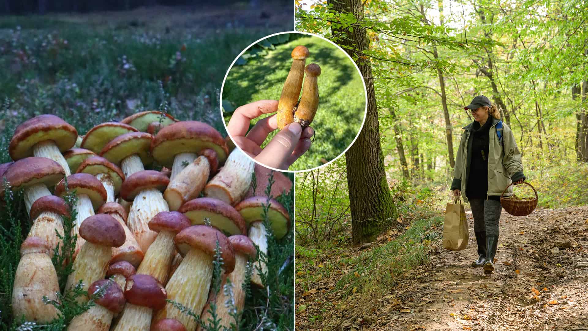 Hřib štíhlotřenný Aureoboletus projectellus