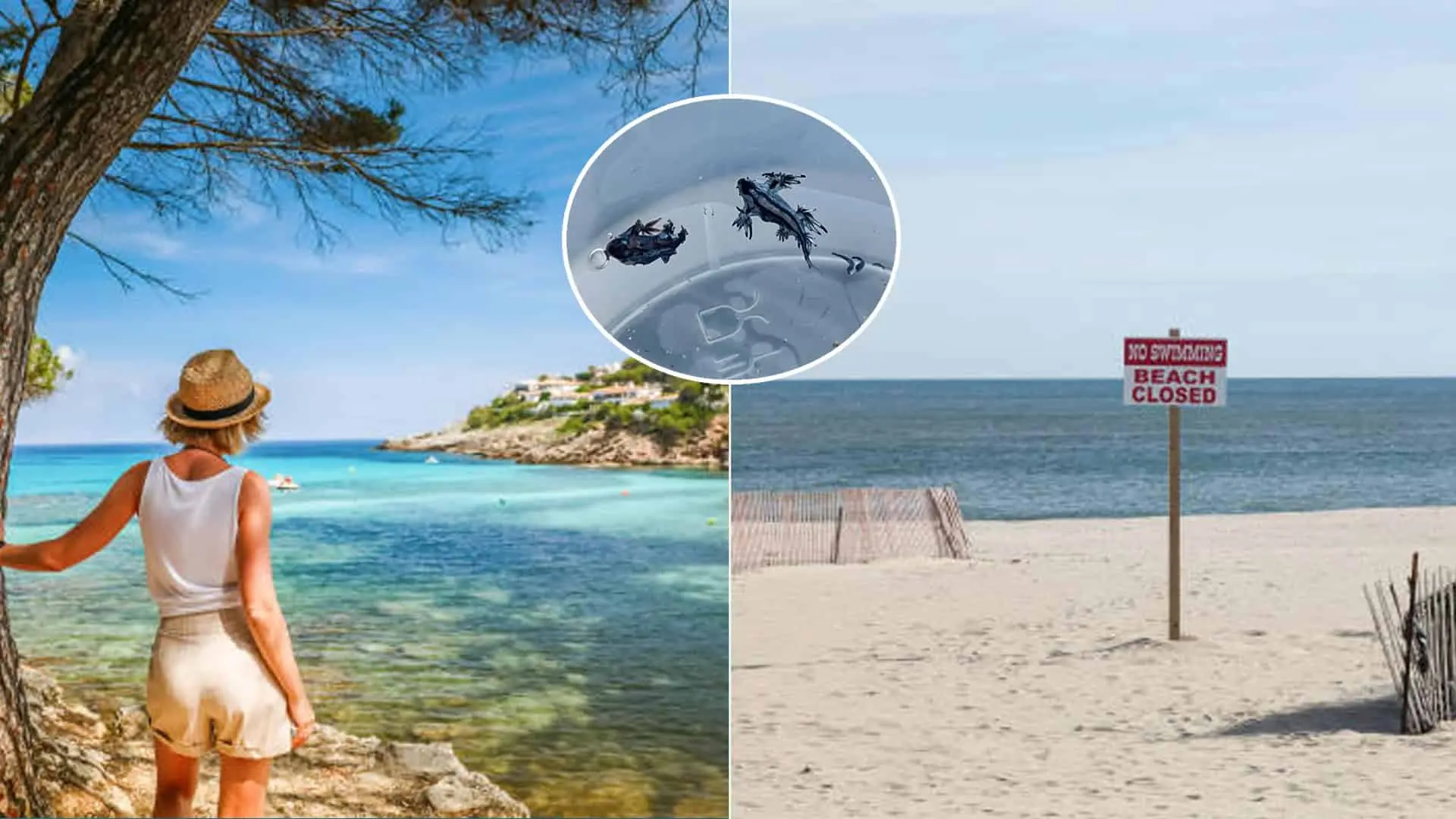 Španielsko pláž nebezpečný morský živočích Modrý drak