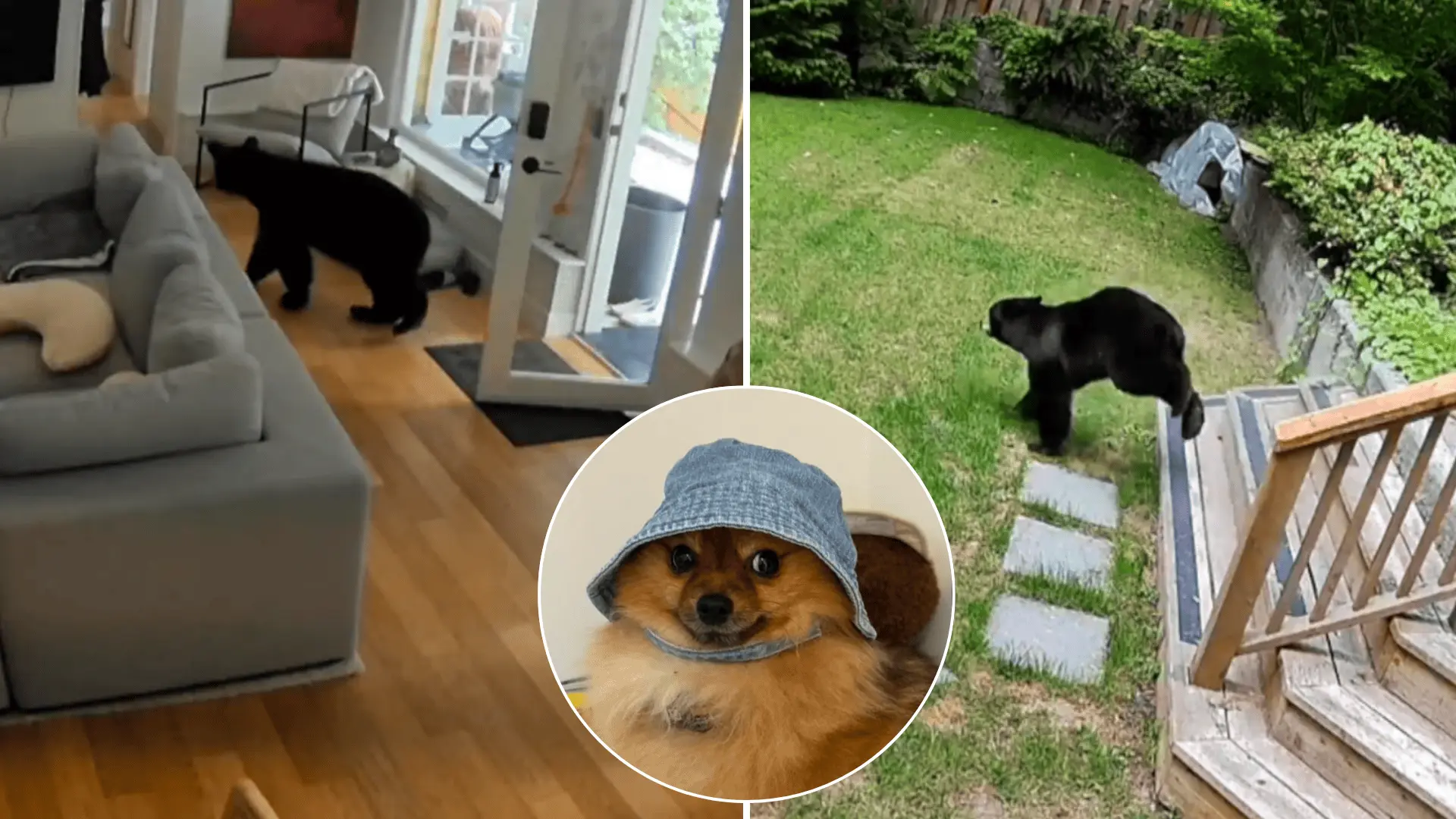 medveď, votrelec, dom, vyhnanie