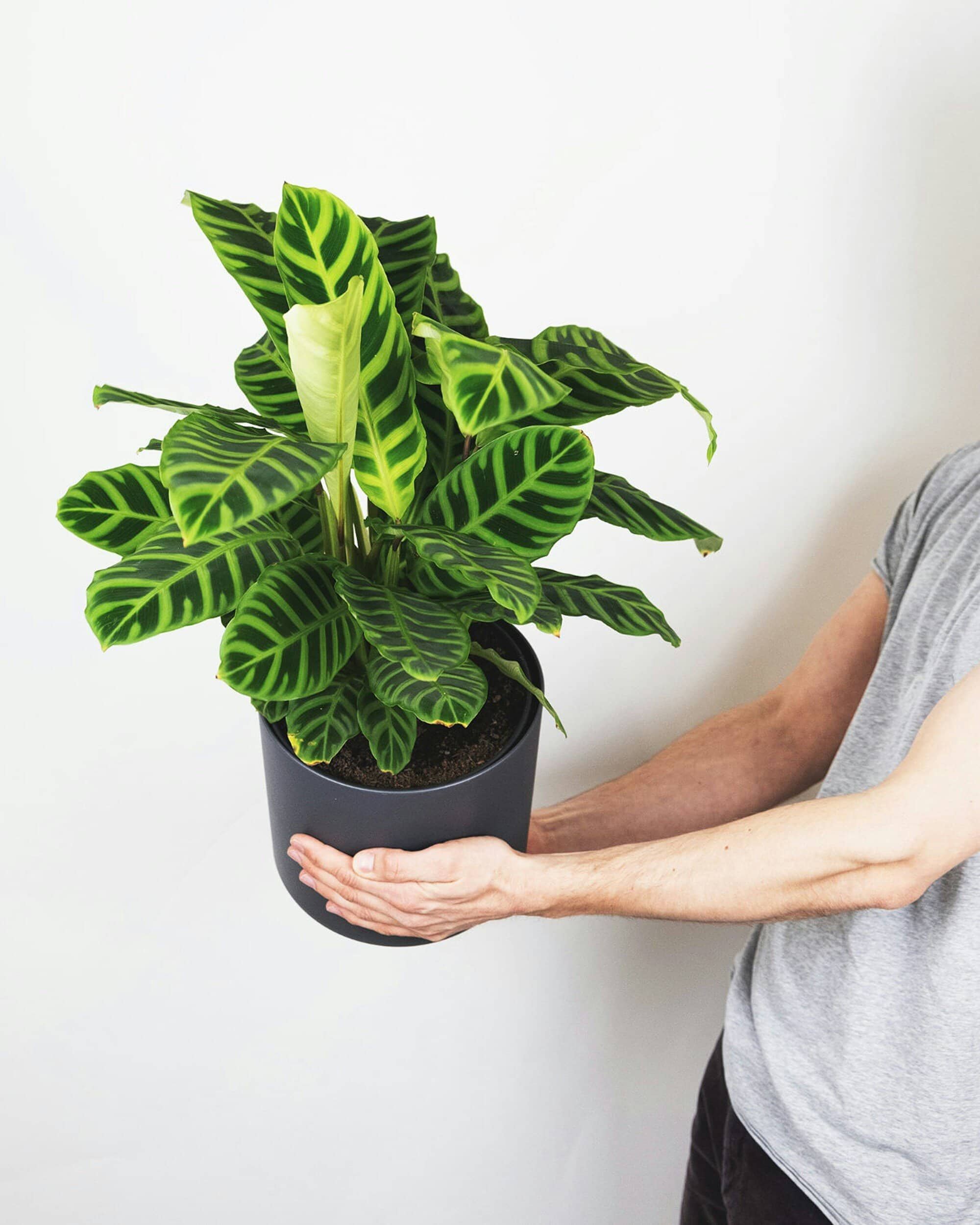 Calathea