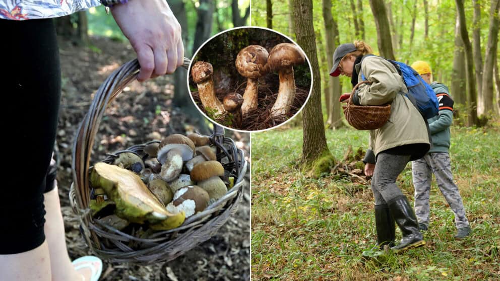 huby Matsutake