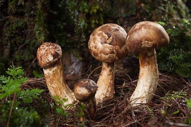 huby Matsutake