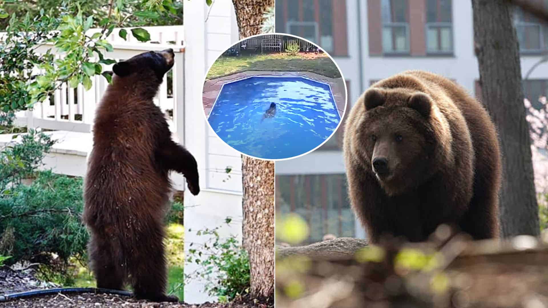 medveď bazén kúpanie dom záhrada