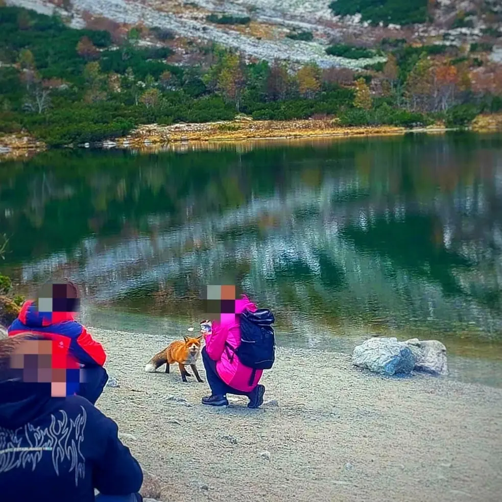 líška Tatry turisti