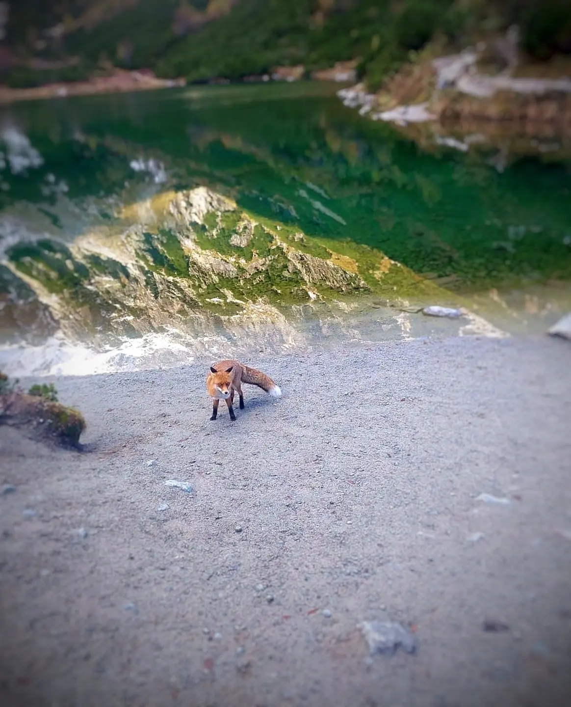 líška Tatry turisti
