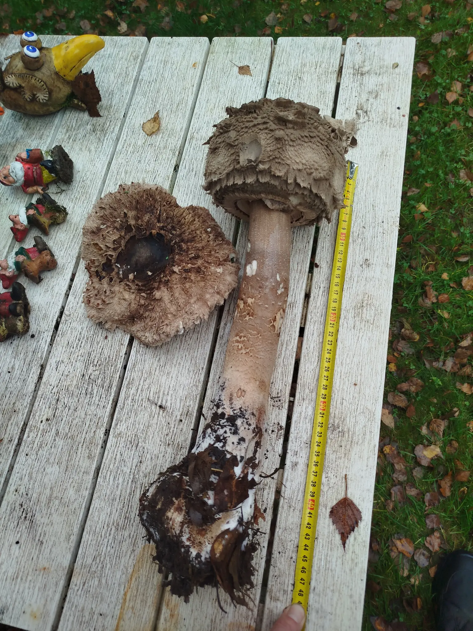 Bedľa vysoká obrovská 50 cm