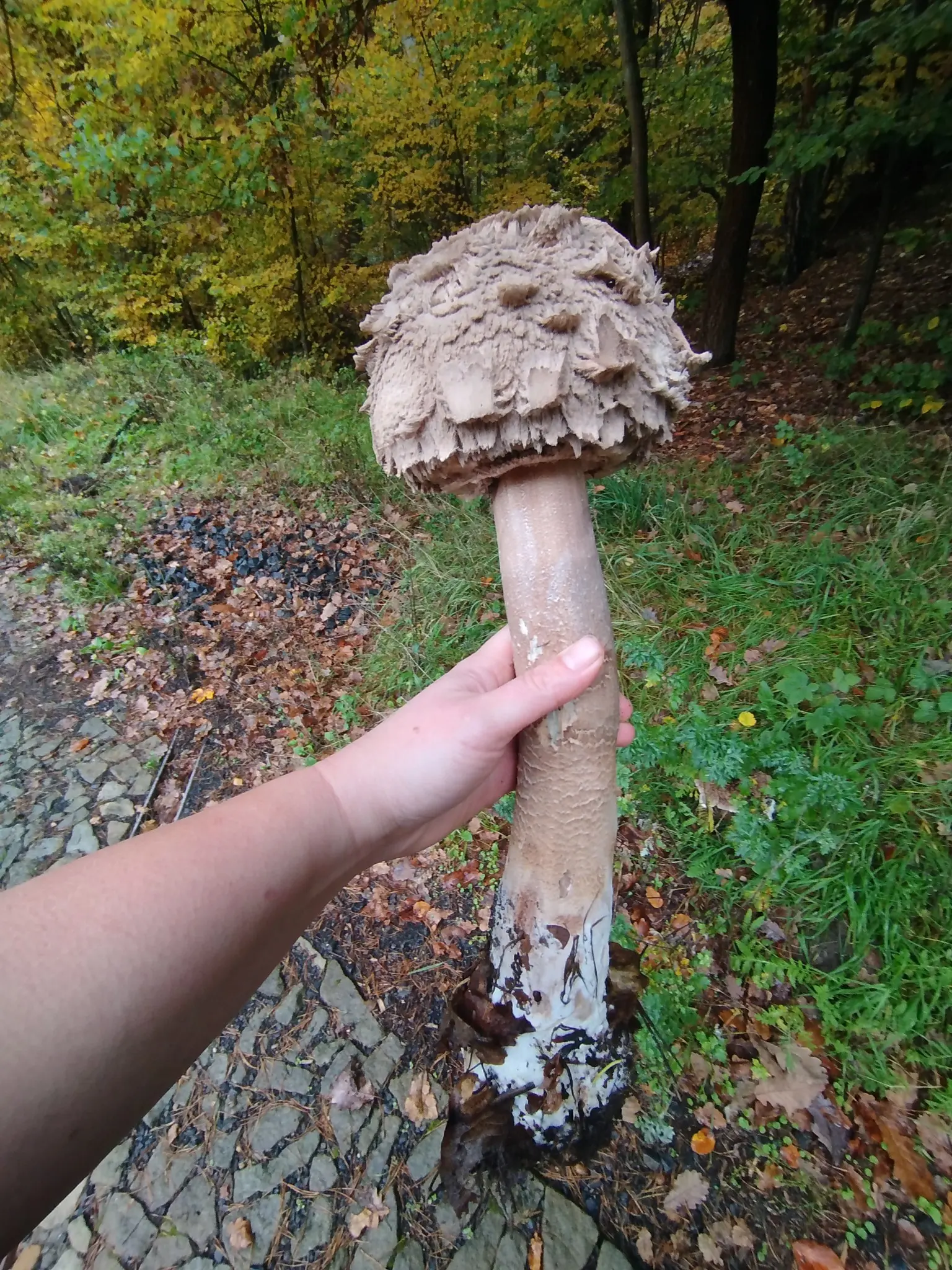 Bedľa vysoká obrovská 50 cm