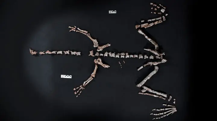 dinosaurus Huayracursor jaguensis