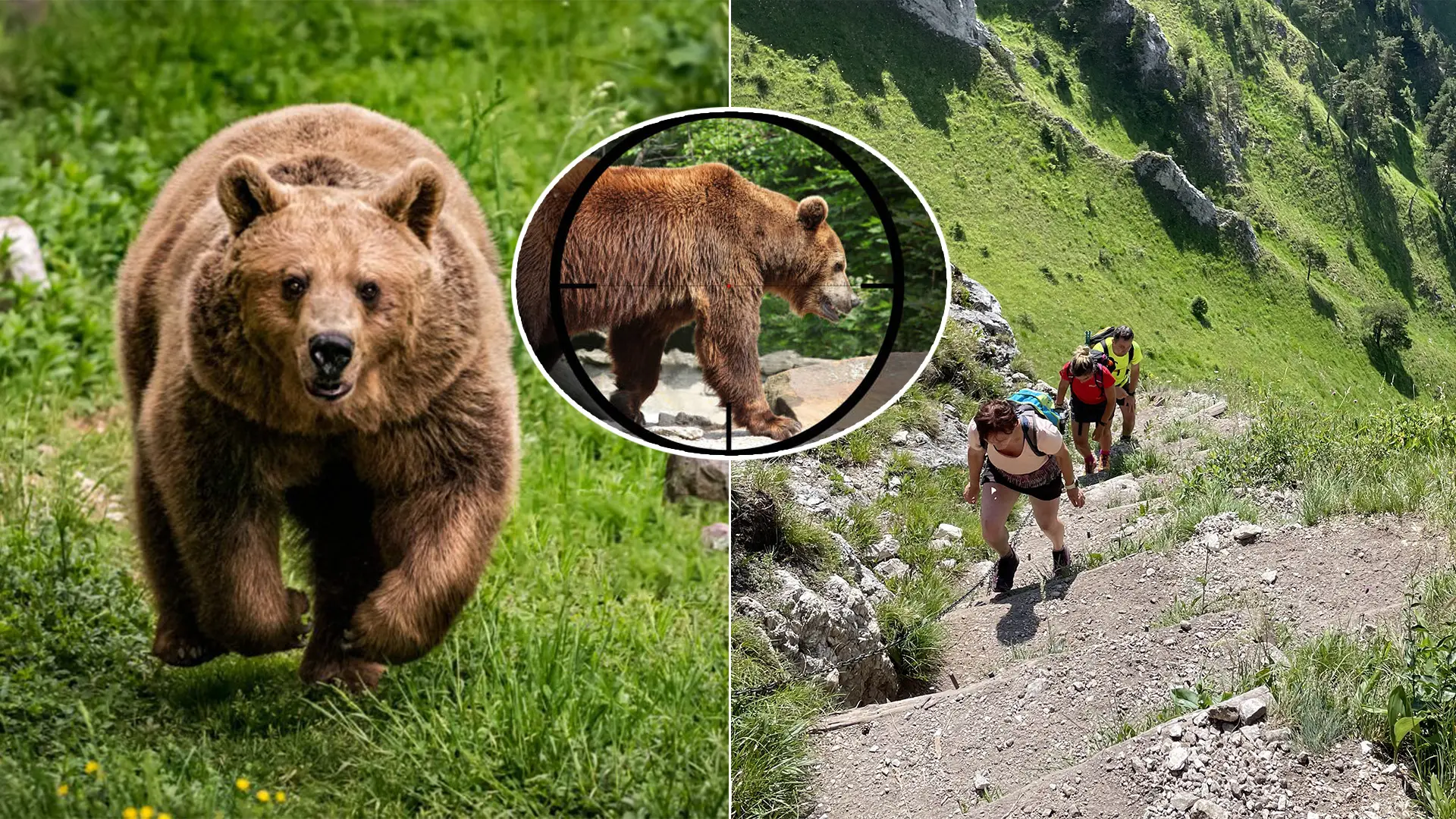 medveď Veľká Fatra streľba