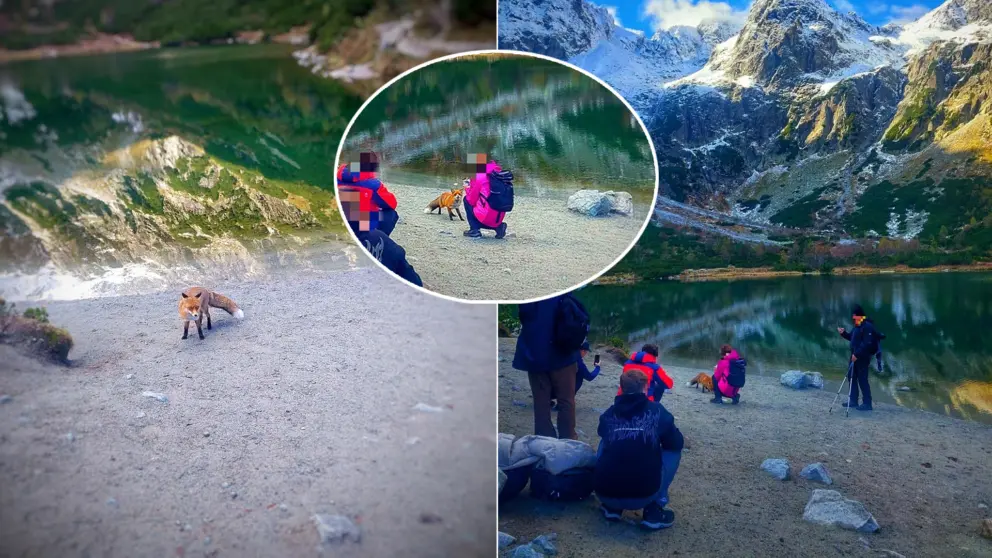 líška Tatry turisti