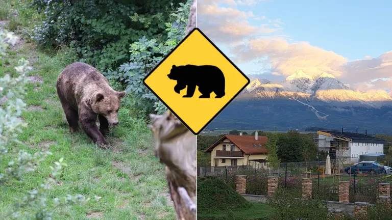 medveď Veľká Lomnica