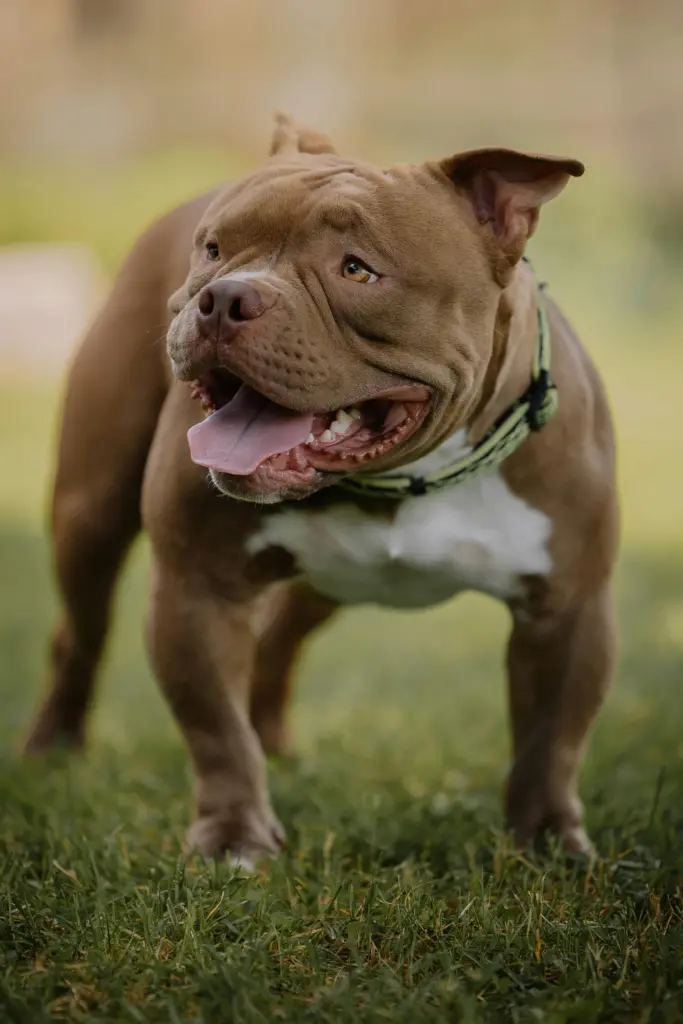 pitbull