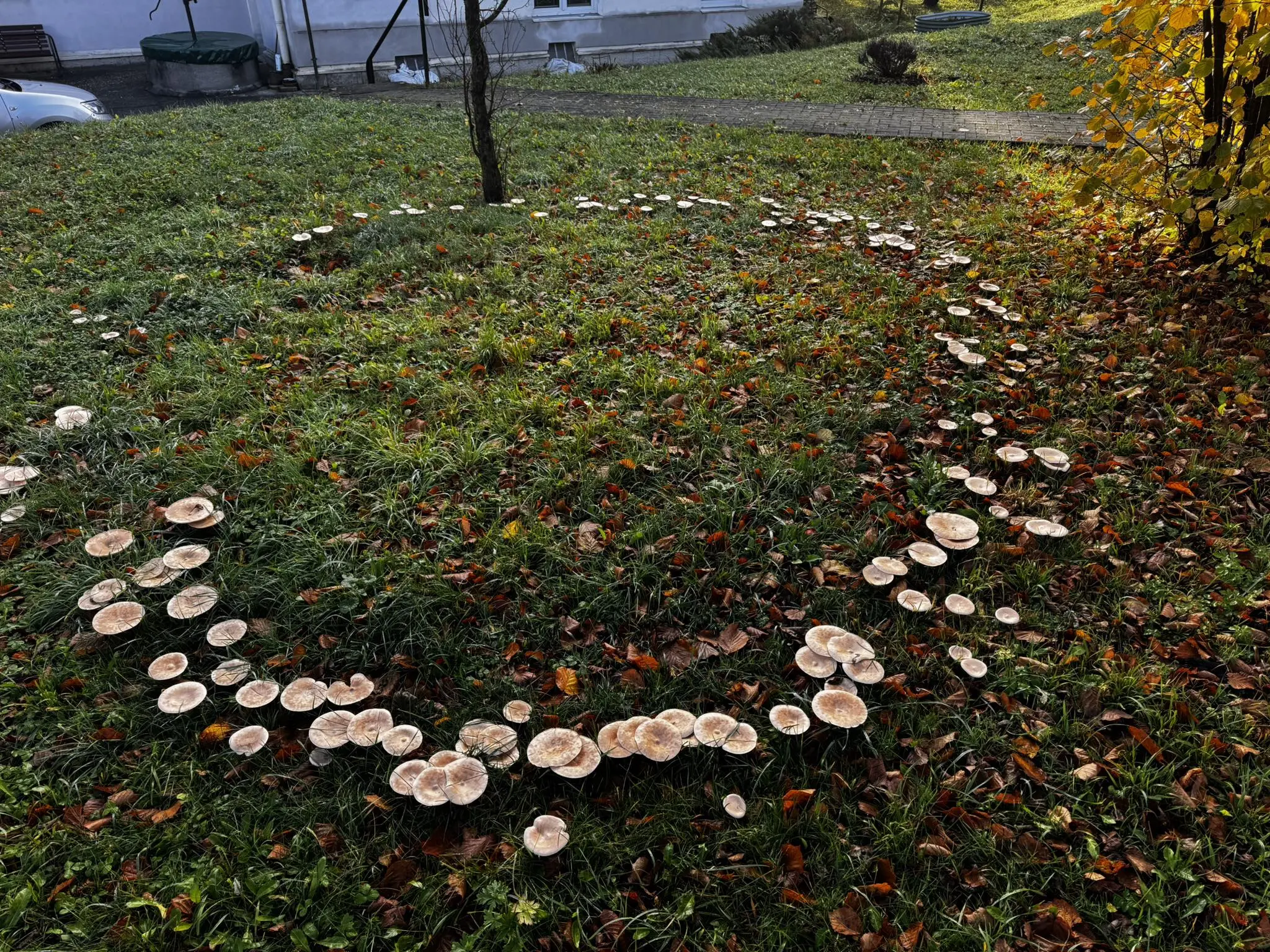 huby záhrada dom seniorov Mořkov