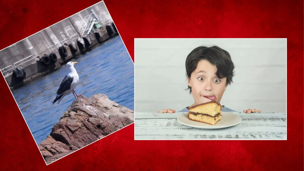 čajka, dieťa, koláč