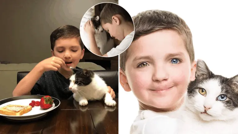 chlapec, tvár, mačka