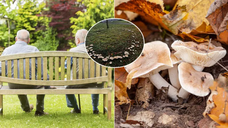 huby záhrada dom seniorov Mořkov