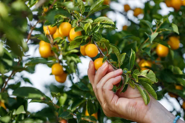 Mirabelka ringloty žlté slivky