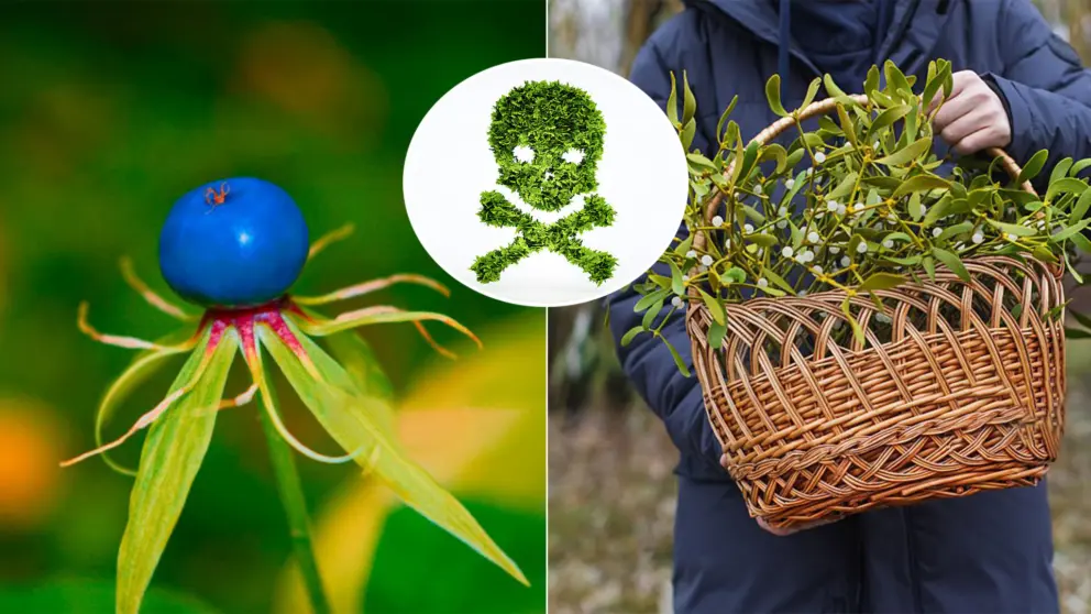 Vranovec štvorlistý, Imelo biele, jedovaté rastliny