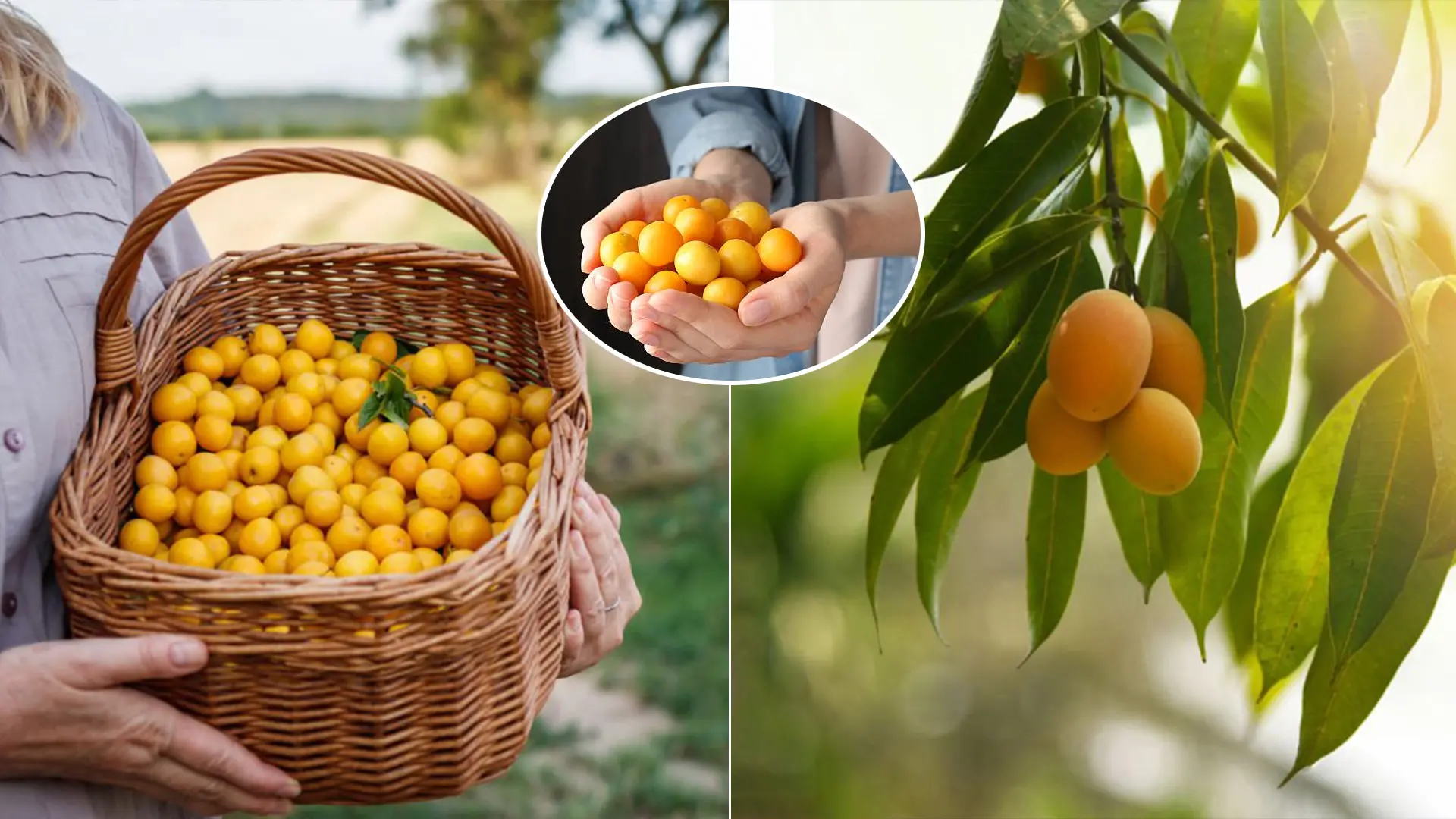 Mirabelka ringloty žlté slivky