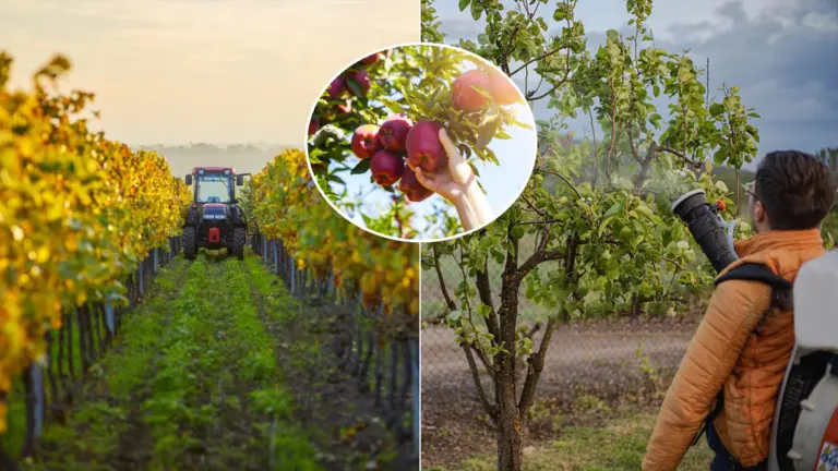 ovocné stromy hnojenie