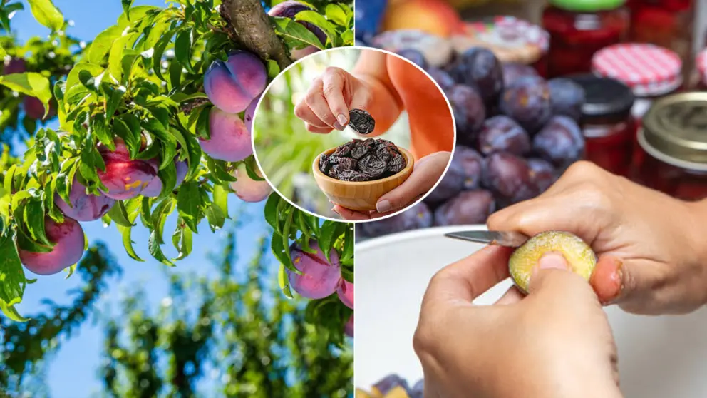 ovocie sušené slivky