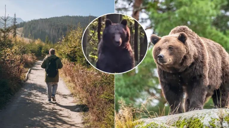 medveď Slovák turista