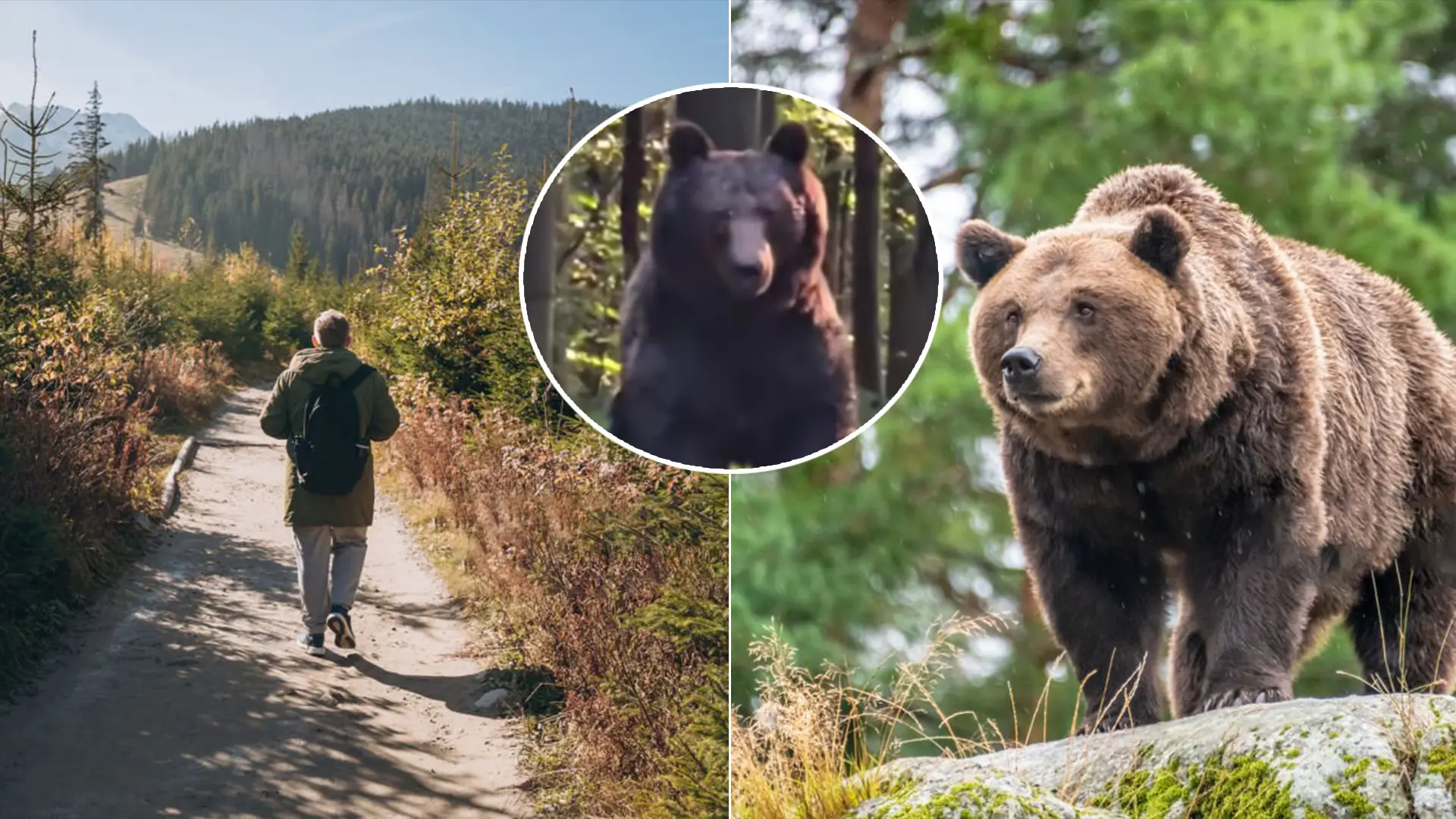 medveď Slovák turista