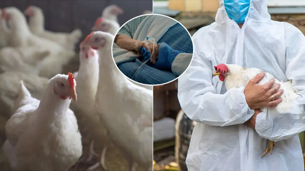 vtáčia chrípka muž