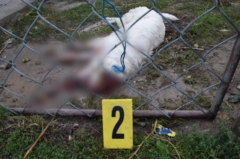 Gbelce na smrť utýrané zviera