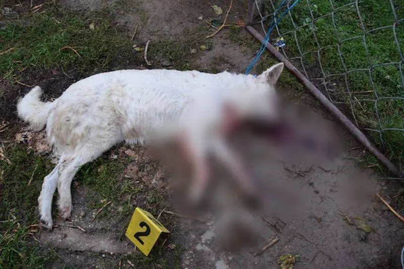 Gbelce na smrť utýrané zviera