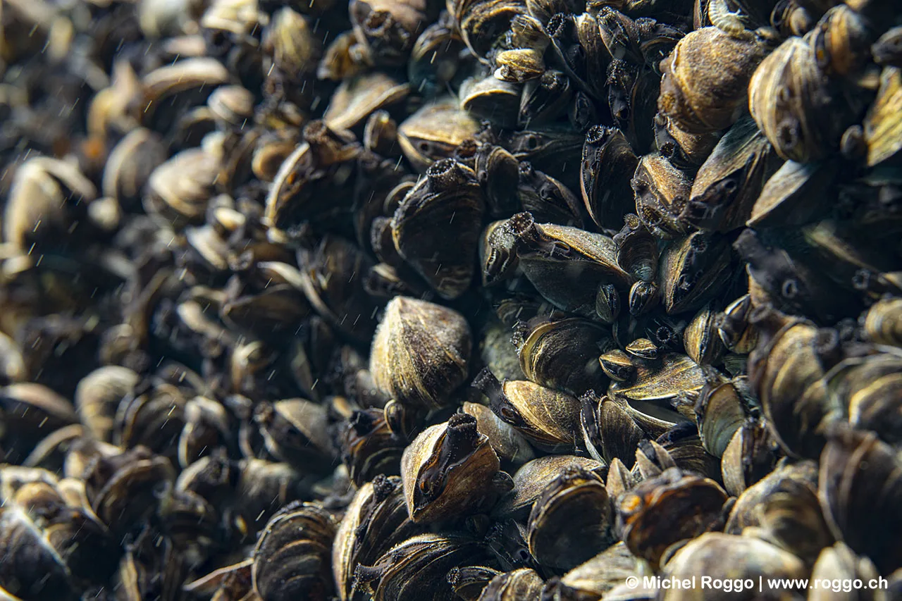 Ženevské jazero, lastúrniky