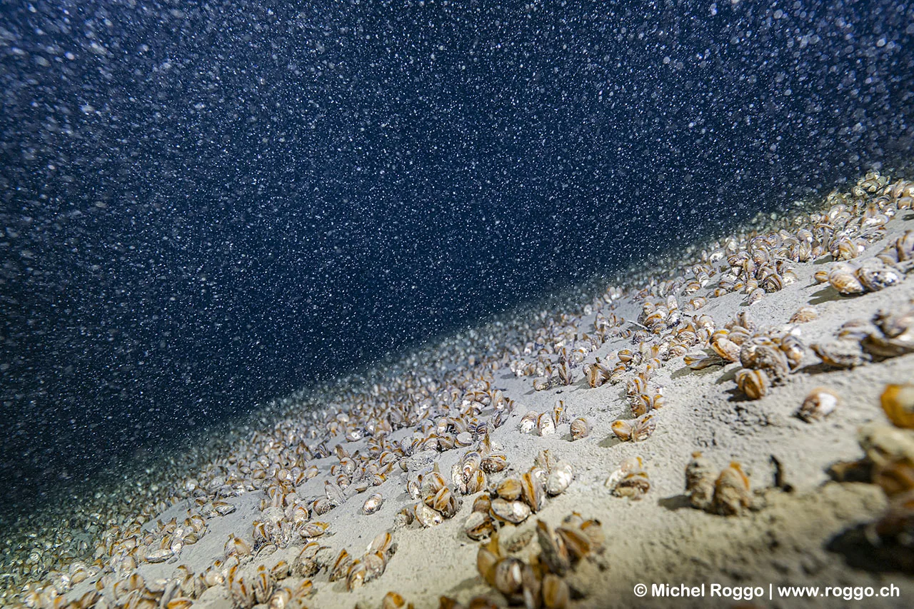 lastúrniky, Ženevské jazero