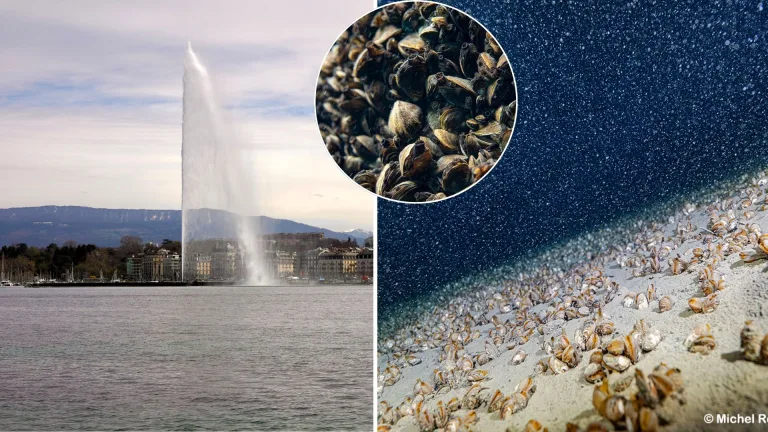 Ženevské jazero, lastúrniky, invazívne, Dunaj